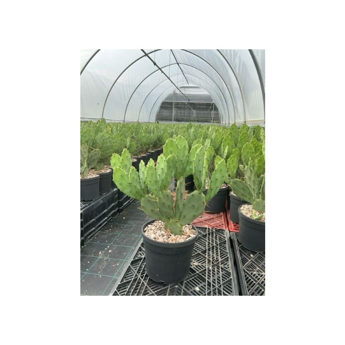 OPUNTIA VULGARIS CLT. 3 fügekaktusz