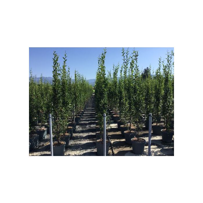 CARPINUS BETULUS 'FASTIGIATA' (C. BETULUS PYRAMIDALIS) CLT. 18 175/200 CM RAMIFICATO közönséges gyertyán