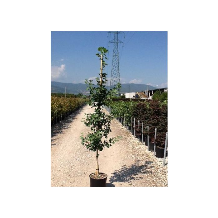 GINKGO BILOBA CLT. 18 150/175 CM páfrányfenyő