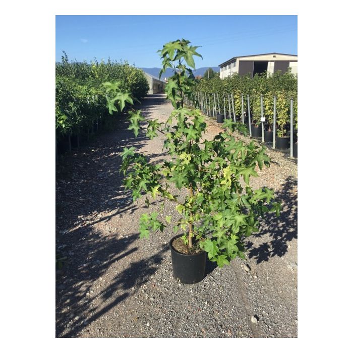 LIQUIDAMBAR STYRACIFLUA CLT. 10 100/125 CM RAMIFICATO ámbrafa