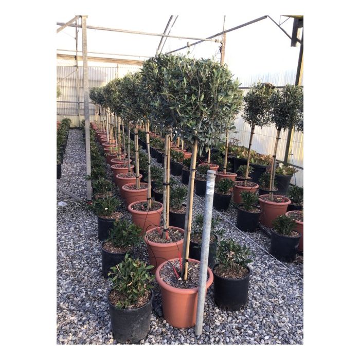 OLEA EUROPAEA LV 15 MEZZO FUSTO olajfa