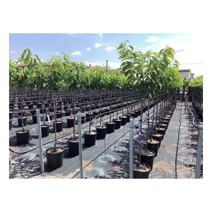 PRUNUS AVIUM 'BIGARREAU HEDELFINGEN' ('GÉANT D'HEDELFINGEN') CLT. 15 MEZZO FUSTO cseresznye