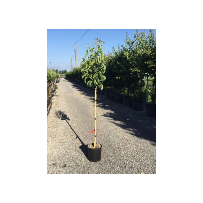 PYRUS PYRIFOLIA 'HOSUI' CLT. 10 MEZZO FUSTO japán körte