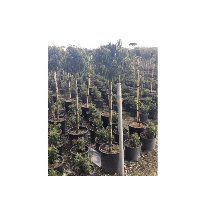 PRUNUS LUSITANICA 'BRENELIA'' CLT. 12 MEZZO FUSTO portugál babérmeggy