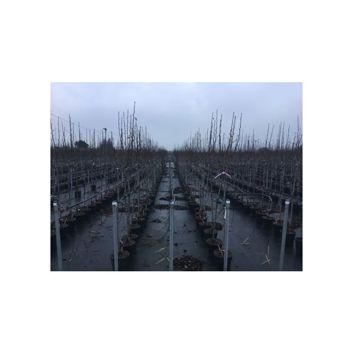 PYRUS COMMUNIS 'DECANA DEL COMIZIO' CLT. 6 MEZZO FUSTO körte