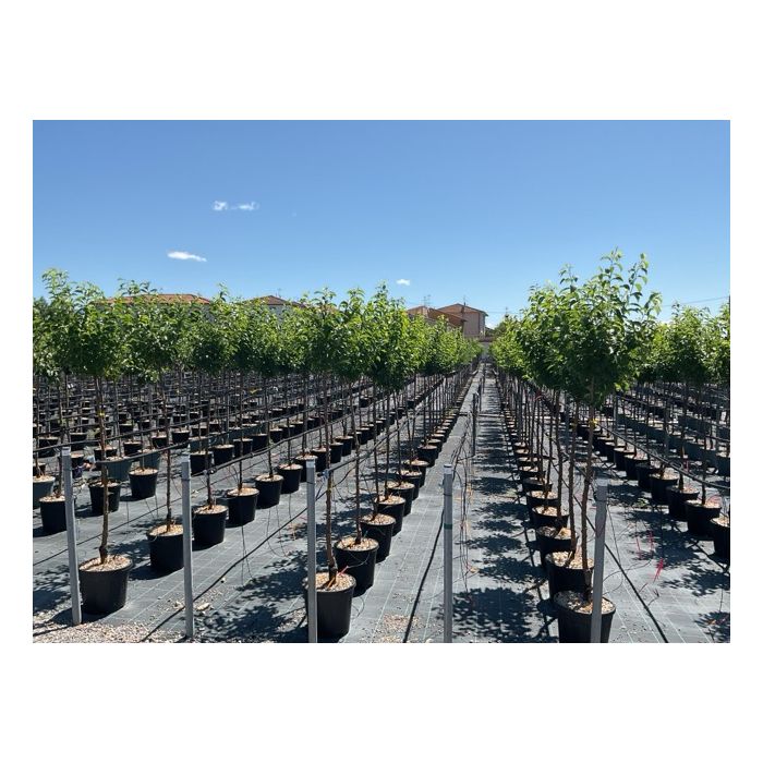 PRUNUS DOMESTICA 'SANTA ROSA' CLT. 6 MEZZO FUSTO szilva