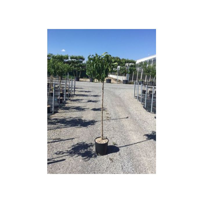 PRUNUS PERSICA 'DIXIRED' CLT. 6 MEZZO FUSTO őszibarack