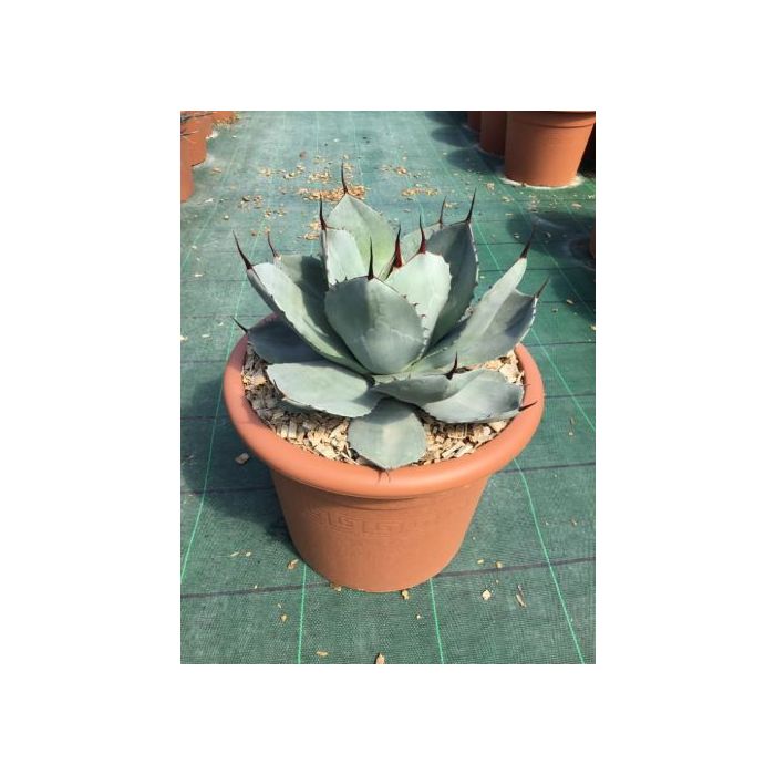AGAVE PARRYI SSP. TRUNCATA LV 6 agávé