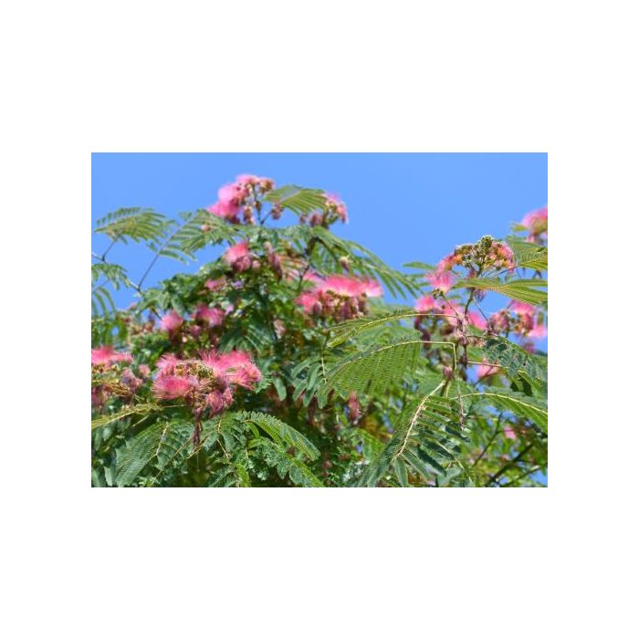ALBIZIA JULIBRISSIN CLT. 35 200/250 CM selyemakác