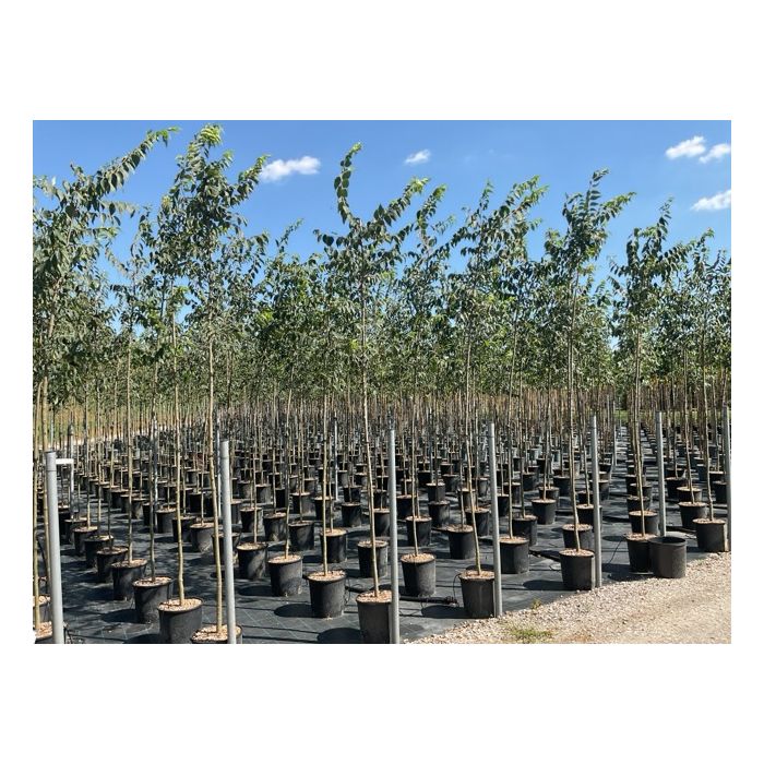 CELTIS AUSTRALIS CLT. 18 6/8 CM TÖRZSKÖRMÉRET ALTO FUSTO déli ostorfa