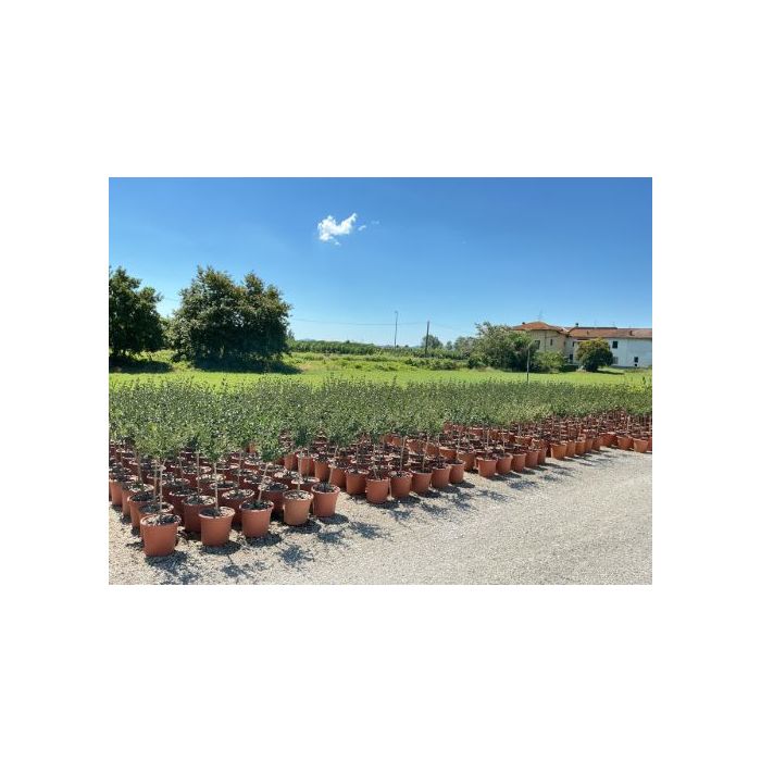 SYRINGA VULGARIS 'RED PIXIE' LV 9 MINI ALBERETTO orgona