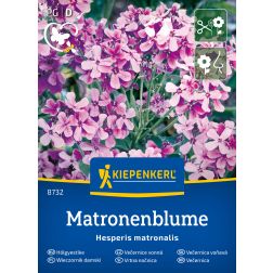 Kiepenkerl Hölgyestike vetőmag