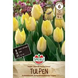 Sperli Tulipa Sunny Prince tulip&aacute;n vir&aacute;ghagyma 5 db