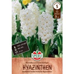 Sperli Hyacinthus Carnegie jácint virághagyma 3 db