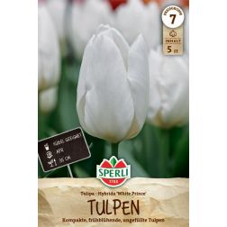 Sperli Tulipa White Prince tulip&aacute;n vir&aacute;ghagyma 5 db