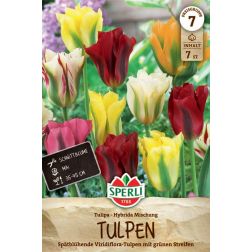 Sperli Tulipa Viridiflora Mischung tulipán virághagyma 7 db