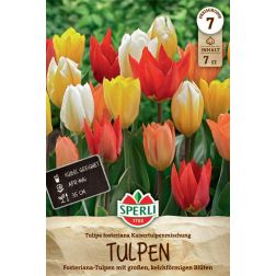 Sperli Tulipa Kaisertulpenmischung tulipán virághagyma 7 db