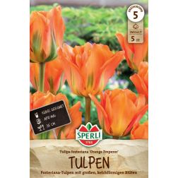 Sperli Tulipa Orange Emperor tulipán virághagyma 5 db