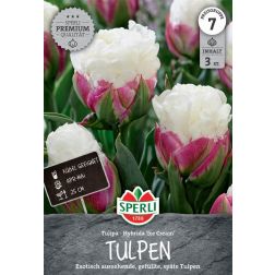Sperli Tulipa Ice Cream tulipán virághagyma 3 db