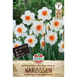 Sperli Narcissus Barret Browning n&aacute;rcisz vir&aacute;ghagyma 5 db