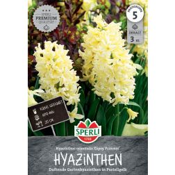 Sperli Hyacinthus Gipsy Prince jácint virághagyma 3 db