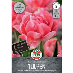 Sperli Tulipa Foxtrot tulipán virághagyma 5 db