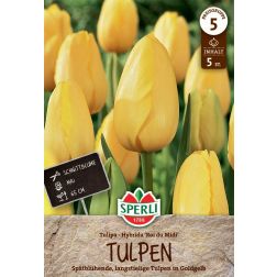 Sperli Tulipa Roi du Midi tulipán virághagyma 5 db