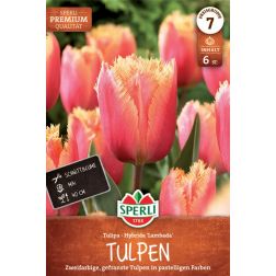 Sperli Tulipa Lambada tulipán virághagyma 6 db