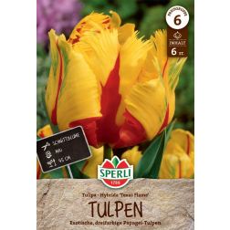 Sperli Tulipa Texas Flame tulipán virághagyma 6 db