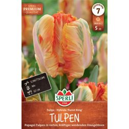 Sperli Tulipa Parrot King tulip&aacute;n vir&aacute;ghagyma 5 db