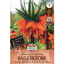 Sperli Fritillaria Orange Beauty császárkorona virághagyma 1 db