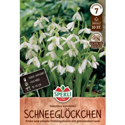 Sperli Galanthus ikariae hóvirág virághagyma 10 db