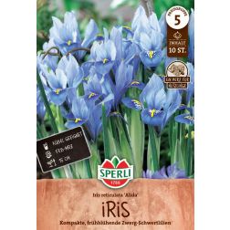 Sperli Iris reticulata Alida írisz virághagyma 10 db