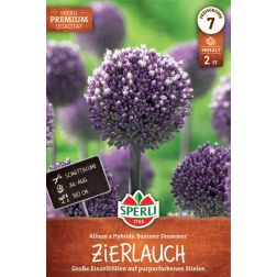 Sperli Allium Summer Drummer díszhagyma virághagyma 2 db