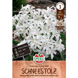 Sperli Chionodoxa Alba hófény virághagyma 7 db
