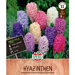 Sperli Hyacinthus Mischung jácint virághagyma 9 db