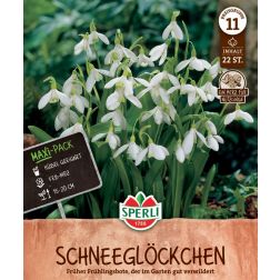 Sperli Galanthus ikariae hóvirág virághagyma 22 db