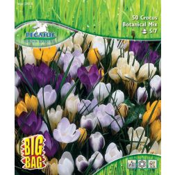 Pegasus BigBag Crocus kr&oacute;kusz botanikai vir&aacute;ghagyma kever&eacute;k 50 db