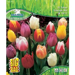 Pegasus BigBag Tulipa tulipán Triumph virághagyma keverék 32 db