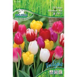 Pegasus Aktion Tulipa tulipán Triumph Regenbogen virághagyma keverék 25 db