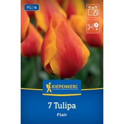 Kiepenkerl Tulipa Flair tulipán virághagyma 7 db