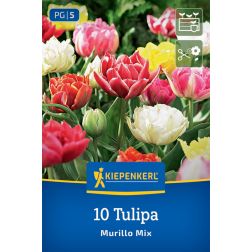Kiepenkerl Tulipa Murillo Mix tulipán virághagyma összeállítás 10 db