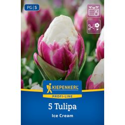 Kiepenkerl Tulipa Ice Cream tulipán virághagyma 5 db