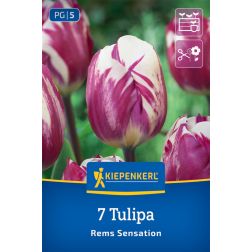 Kiepenkerl Tulipa Rems Sensation tulipán virághagyma 7 db