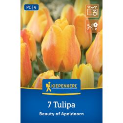 Kiepenkerl Tulipa Beauty of Apeldoorn tulipán virághagyma 7 db