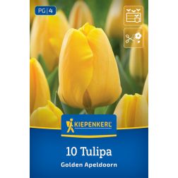 Kiepenkerl Tulipa Golden Apeldoorn tulipán virághagyma 10 db