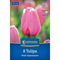 Kiepenkerl Tulipa Pink Impression tulipán virághagyma 8 db