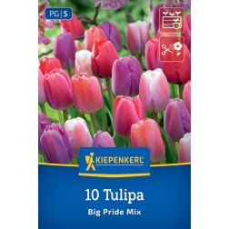 Kiepenkerl Tulipa Big Pride tulipán virághagyma 10 db