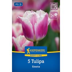 Kiepenkerl Tulipa Siesta tulipán virághagyma 5 db