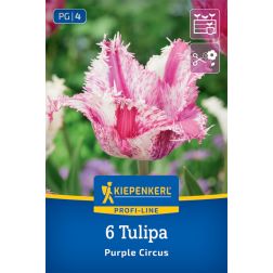 Kiepenkerl Tulipa Purple Circus tulipán virághagyma 6 db